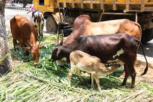 Cow Feed Grass Sri Venkateswara Dairy Farm 10