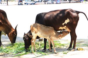 Cow Feed Grass Sri Venkateswara Dairy Farm 11