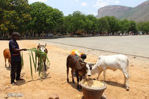 Cow Feed Grass Sri Venkateswara Dairy Farm 14
