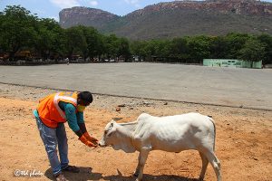 Cow Feed Grass Sri Venkateswara Dairy Farm 15