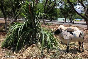 Cow Feed Grass Sri Venkateswara Dairy Farm 18