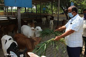 Cow Feed Grass Sri Venkateswara Dairy Farm