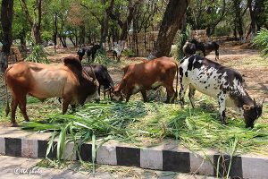 Cow Feed Grass Sri Venkateswara Dairy Farm 9