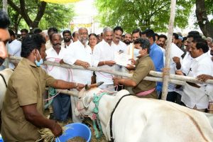 COWS BY TTD IS A BOON TO ORGANIC FARMERS3