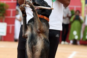 DOG SHOW DURING INDEPENDENCE DAY1 DOG SHOW DURING INDEPENDENCE DAY1