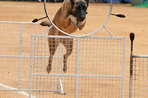 DOG SHOW DURING INDEPENDENCE DAY3 DOG SHOW DURING INDEPENDENCE DAY3