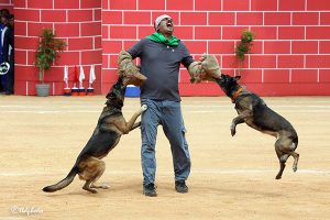 DOG SHOW DURING INDEPENDENCE DAY4 DOG SHOW DURING INDEPENDENCE DAY4