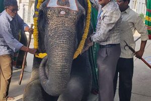 WORLD ELEPHANT DAY OBSERVED AT SV GOSHALA1 WORLD ELEPHANT DAY OBSERVED AT SV GOSHALA1