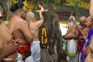 BAGH SAVARI2 BAGH SAVARI2