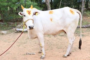 COW COW