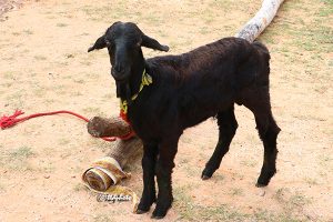 GOAT GOAT