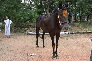 HORSE HORSE