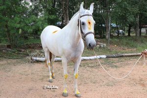 HORSE1 HORSE1