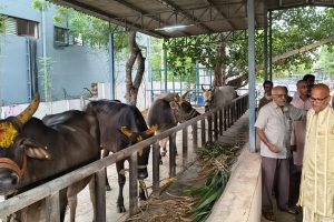 ADDL EO DONATED COWS TO TTD