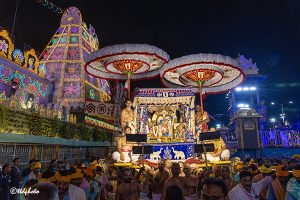 MUTHYAPU PANDIRI VAHANAM IN TIRUMALA8 MUTHYAPU PANDIRI VAHANAM IN TIRUMALA8